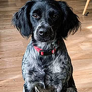 Lexy a rejoint le concours — aidez-le/la à gagner de superbes lots ! dog, black_dog, red_collar, sitting, wooden_floor, indoor, pet, looking_at_camera, social_media_post, text_overlay, furniture, home, portrait, animal, domestic_animal, canine, flooring, french_text, screen_capture, cute