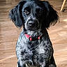 dog, black_dog, red_collar, sitting, wooden_floor, indoor, pet, looking_at_camera, social_media_post, text_overlay, furniture, home, portrait, animal, domestic_animal, canine, flooring, french_text, screen_capture, cute