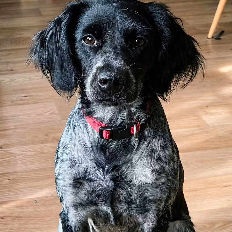 Lexy a rejoint le concours — aidez-le/la à gagner de superbes lots ! dog, black_dog, red_collar, sitting, wooden_floor, indoor, pet, looking_at_camera, social_media_post, text_overlay, furniture, home, portrait, animal, domestic_animal, canine, flooring, french_text, screen_capture, cute