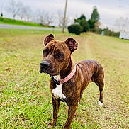 Mae Mae joined the competition — help win amazing prizes! alert, animal, background, brindle, canine, collar, daytime, dog, ears, field, fur, grass, green, nature, outdoor, pet, road, sky, standing, trees