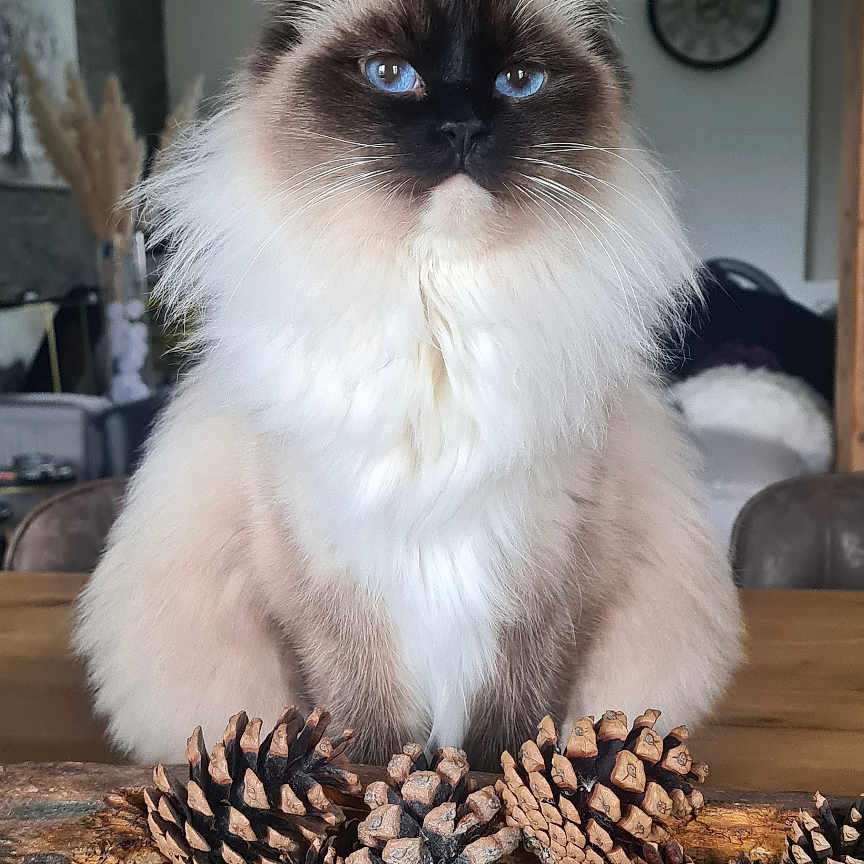 Maya participe au concours pour gagner de l'argent avec cette photo : cat, fluffy, blue_eyes, pine_cones, wooden_table, indoor, decor, living_room, furniture, clock, cozy, portrait, animal, pet, domestic_cat, sitting, close_up, home, feline, nature_elements