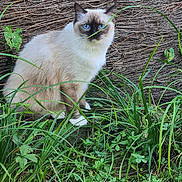 Maya a rejoint le concours — aidez-le/la à gagner de superbes lots ! cat, blue_eyes, fluffy, grass, plants, outdoor, nature, greenery, animal, pet, feline, whiskers, sitting, closeup, texture, natural_background, leaf, curious, wildlife, quiet