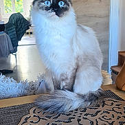 Aya participe au concours pour gagner de l'argent avec cette photo : cat, blue_eyes, fluffy, table, decorative_mat, indoor, home, furniture, chair, window, curious, pet, animal, sitting, wood, light, cozy, room, domestic, fur