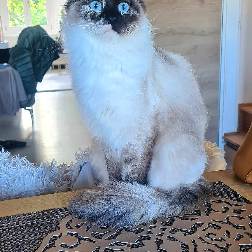 Aya participe au concours pour gagner de l'argent avec cette photo : cat, blue_eyes, fluffy, table, decorative_mat, indoor, home, furniture, chair, window, curious, pet, animal, sitting, wood, light, cozy, room, domestic, fur