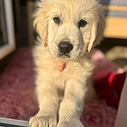 Bianca a rejoint le concours — aidez-le/la à gagner de superbes lots ! golden_retriever, puppy, dog, pet, fur, cute, animal, close_up, portrait, indoor, sunlight, window, paw, young, mammal, canine, adorable, fluffy, nose, whiskers