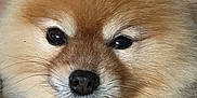 Sonny joined the competition — help win amazing prizes! animal, blanket, close_up, companion, cozy, cute, dog, eyes, face, fluffy, fur, indoors, mammal, nose, pet, pomeranian, portrait, snuggle, soft, whiskers