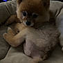 Sonny joined the competition — help win amazing prizes! adorable, animal, brown_fur, companion, cozy, cute, dog, domestic_animal, fluffy, fur, indoors, looking_at_camera, lying_down, pet_bed, pomeranian, puppy, resting, sleepy, small_dog, soft_texture