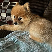 Sonny joined the competition — help win amazing prizes! alert, animal, blanket, brown, companion, couch, cozy, cute, dog, domestic_animal, fluffy, fur, furniture, indoor, patterned_cushion, pet, pomeranian, portrait, resting, small_dog