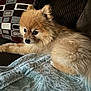 alert, animal, blanket, brown, companion, couch, cozy, cute, dog, domestic_animal, fluffy, fur, furniture, indoor, patterned_cushion, pet, pomeranian, portrait, resting, small_dog