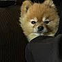 Sonny is registered to the contest to win money with this photo: animal, black, brown, closeup, companion, cozy, cuddle, cute, dog, face, fluffy, fur, indoors, jacket, pet, pomeranian, portrait, puppy, sleeve, small