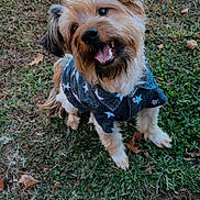 Dierks joined the competition — help win amazing prizes! dog, small_dog, grass, outdoor, pet, happy, cute, shirt, star_pattern, animal, fur, ears, tongue, smiling, sitting, nature, leaf, ground, playful, friendly