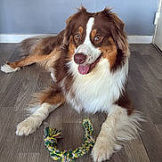 Venom participe au concours pour gagner de l'argent avec cette photo : animal, australian_shepherd, brown, canine, companion, dog, domestic, flooring, fur, happy, indoor, laying_down, mammal, pet, playful, rope_toy, tongue_out, toy, white, wooden_floor