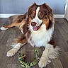 animal, australian_shepherd, brown, canine, companion, dog, domestic, flooring, fur, happy, indoor, laying_down, mammal, pet, playful, rope_toy, tongue_out, toy, white, wooden_floor