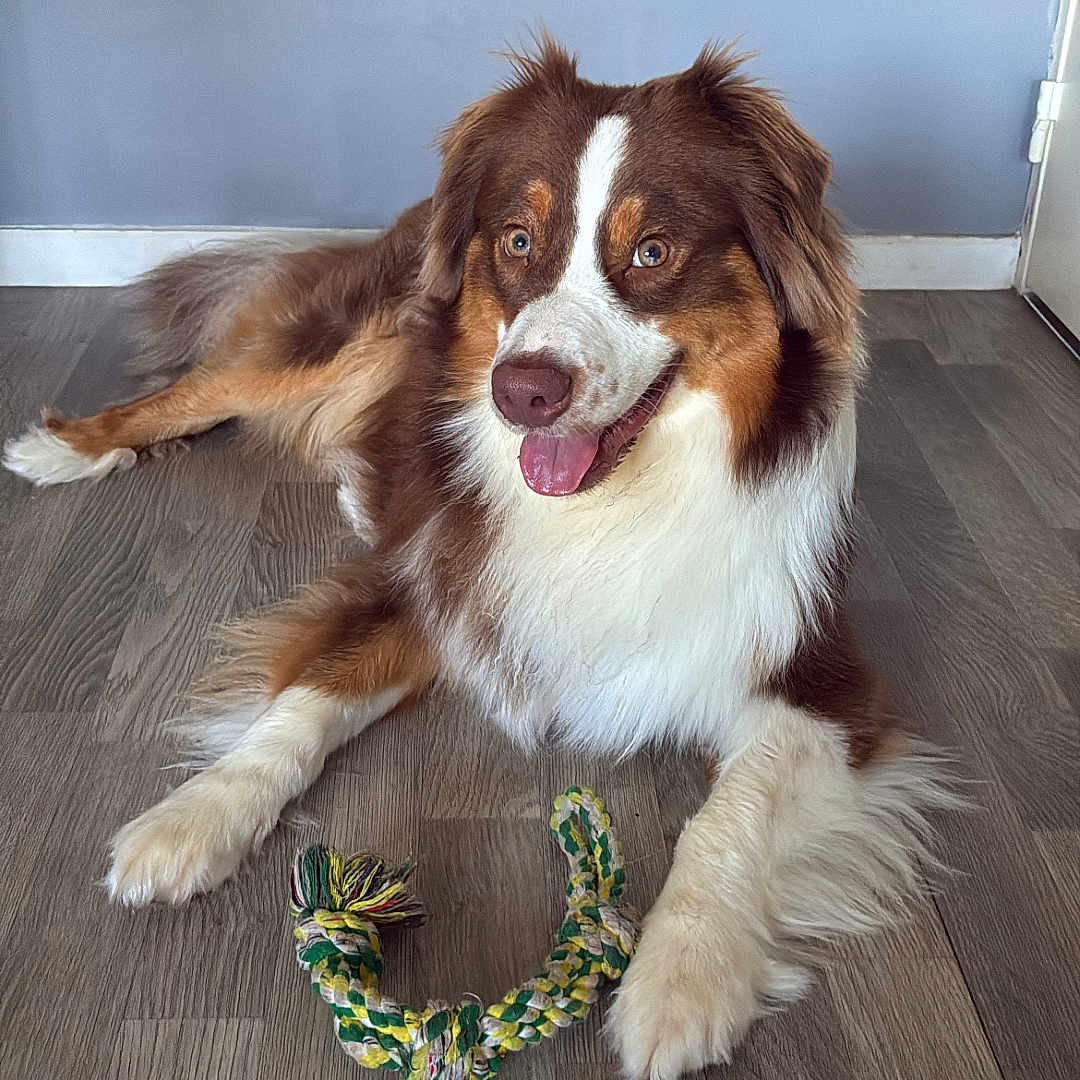 Venom participe au concours pour gagner de l'argent avec cette photo : animal, australian_shepherd, brown, canine, companion, dog, domestic, flooring, fur, happy, indoor, laying_down, mammal, pet, playful, rope_toy, tongue_out, toy, white, wooden_floor