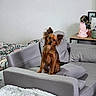 Gunter a rejoint le concours — aidez-le/la à gagner de superbes lots ! dog, small_dog, brown_dog, sofa, couch, living_room, head_tilt, pet, furniture, blanket, pillow, table, lamp, decor, indoor, cozy, ears, curious, sitting, cute