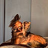 Gunter participe au concours pour gagner de l'argent avec cette photo : dog, small_dog, long_ears, fluffy, sunlight, bed, resting, pet, indoors, cute, brown_fur, relaxed, sunny, animal, companion, cozy, portrait, fur, cute_pet, domestic_animal