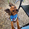 dog, small_dog, bandana, outdoor, gravel, chair, ears, paws, looking_up, pet, cute, animal, fur, expressive_eyes, colorful, accessory, hopeful, waiting, human_lap, nature