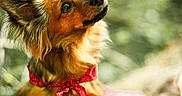Gunter a rejoint le concours — aidez-le/la à gagner de superbes lots ! dog, small_dog, red_bandana, fluffy_ears, curious_eyes, outdoor, nature, green_background, bokeh, checkered_blanket, pet, animal, portrait, sitting, fur, canine, cute, fluffy, friendly, sunlight