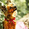 dog, small_dog, red_bandana, fluffy_ears, curious_eyes, outdoor, nature, green_background, bokeh, checkered_blanket, pet, animal, portrait, sitting, fur, canine, cute, fluffy, friendly, sunlight