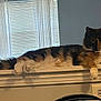 animal, blinds, calico, cat, curious, domestic, feline, fur, house, indoor, ledges, looking, paws, pets, relaxed, resting, sideview, tail, whiskers, window