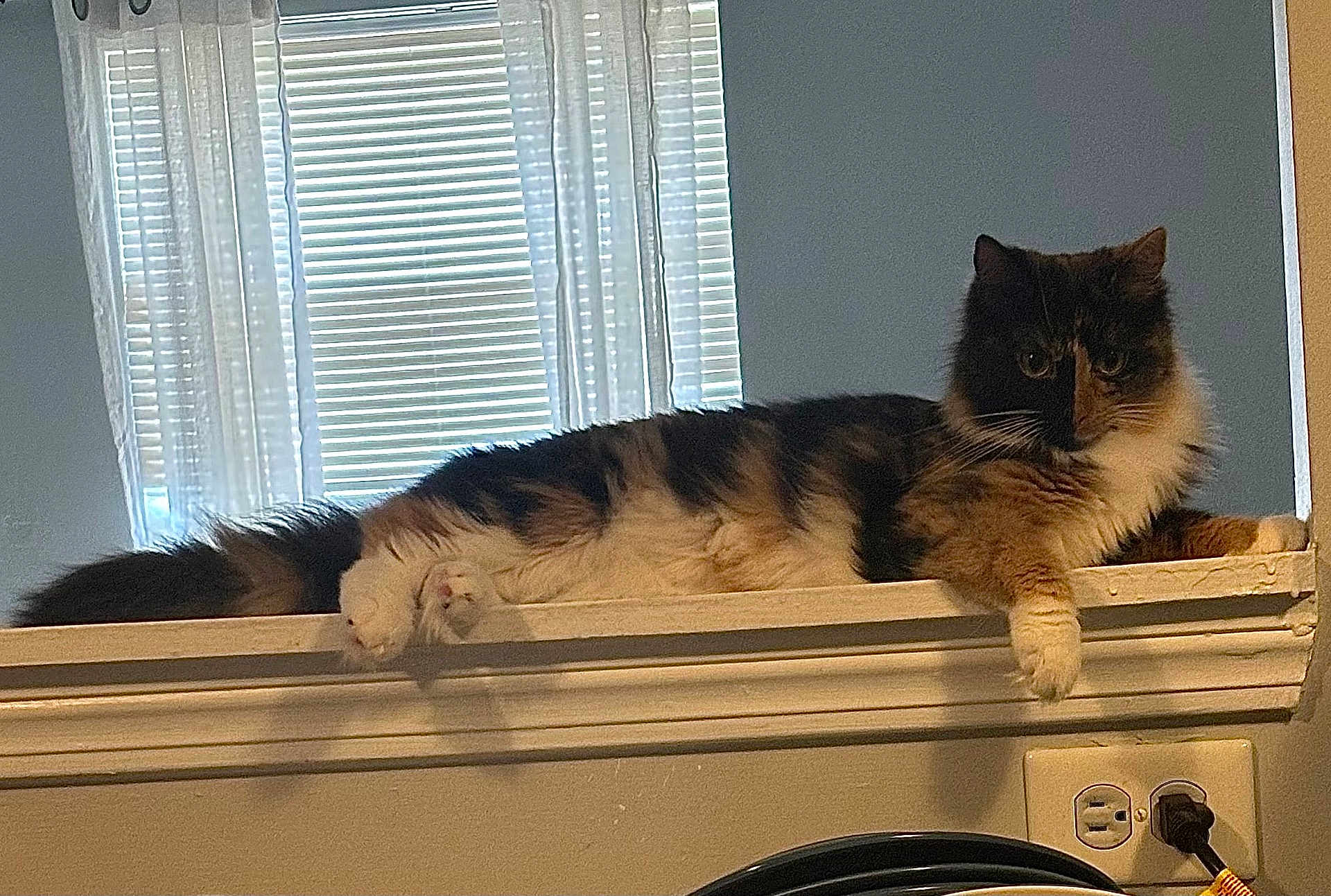 Hazel