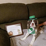 Scooter joined the competition — help win amazing prizes! dog, pet, costume, hat, bow_tie, award, pageant, couch, blanket, indoor, celebration, st_patricks_day, green, cute, festive, animal, portrait, pet_pageant, home, proud