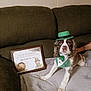 dog, pet, costume, hat, bow_tie, award, pageant, couch, blanket, indoor, celebration, st_patricks_day, green, cute, festive, animal, portrait, pet_pageant, home, proud