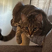 Dexter is registered to the contest to win money with this photo: cat, tabby, scratching_post, indoor, feline, animal, pet, fur, whiskers, ears, tail, alert, crouching, closeup, portrait, cozy, soft_light, home, curtain, furniture