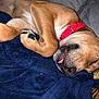 Reesie is registered to the contest to win money with this photo: dog, sleeping, blanket, paw, collar, tongue, fur, resting, cute, pet, canine, nap, closeup, indoor, relaxation, brown, soft, cozy, animal, snuggled