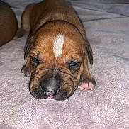Reesie is registered to the contest to win money with this photo: puppy, dog, sleeping, close_up, brown, white_mark, paw, blanket, soft_texture, cute, pet, animal, young, lying_down, indoors, face, nose, fur, resting, cozy