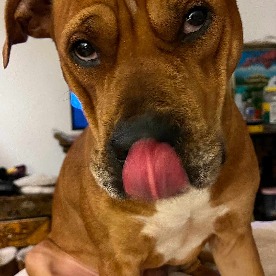 Reesie is registered to the contest to win money with this photo: animal, blanket, brown_dog, close_up, companion, cute, dog, ears, expression, face, fur, furniture, household, indoor, licking, nostrils, pet, sitting, tongue, white_chest