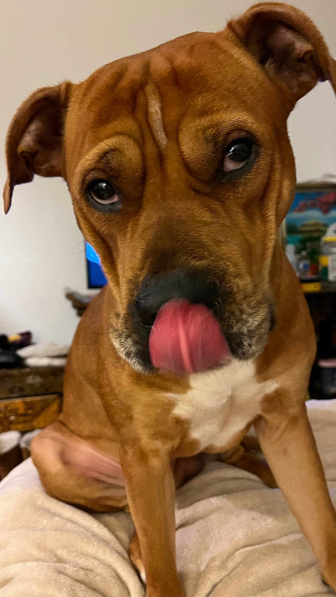 Reesie is registered to the contest to win money with this photo: dog, brown_dog, pet, tongue, licking, close_up, indoor, blanket, fur, ears, face, nostrils, white_chest, sitting, expression, animal, companion, cute, furniture, household