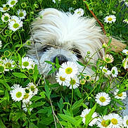 Guiness participe au concours pour gagner de l'argent avec cette photo : dog, fluffy, white, daisies, flowers, greenery, nature, outdoor, pet, curious, hidden, cute, playful, fur, nose, leaves, spring, garden, animal, camouflage