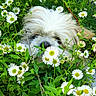 dog, fluffy, white, daisies, flowers, greenery, nature, outdoor, pet, curious, hidden, cute, playful, fur, nose, leaves, spring, garden, animal, camouflage