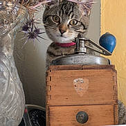 Xena participe au concours pour gagner de l'argent avec cette photo : animal, box, cat, drawer, face, furniture, head, jar, kitten, person, pet, photography, plant, planter, portrait, pottedplant, pottery, sphere, vase, wood