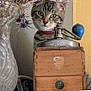 animal, box, cat, drawer, face, furniture, head, jar, kitten, person, pet, photography, plant, planter, portrait, pottedplant, pottery, sphere, vase, wood