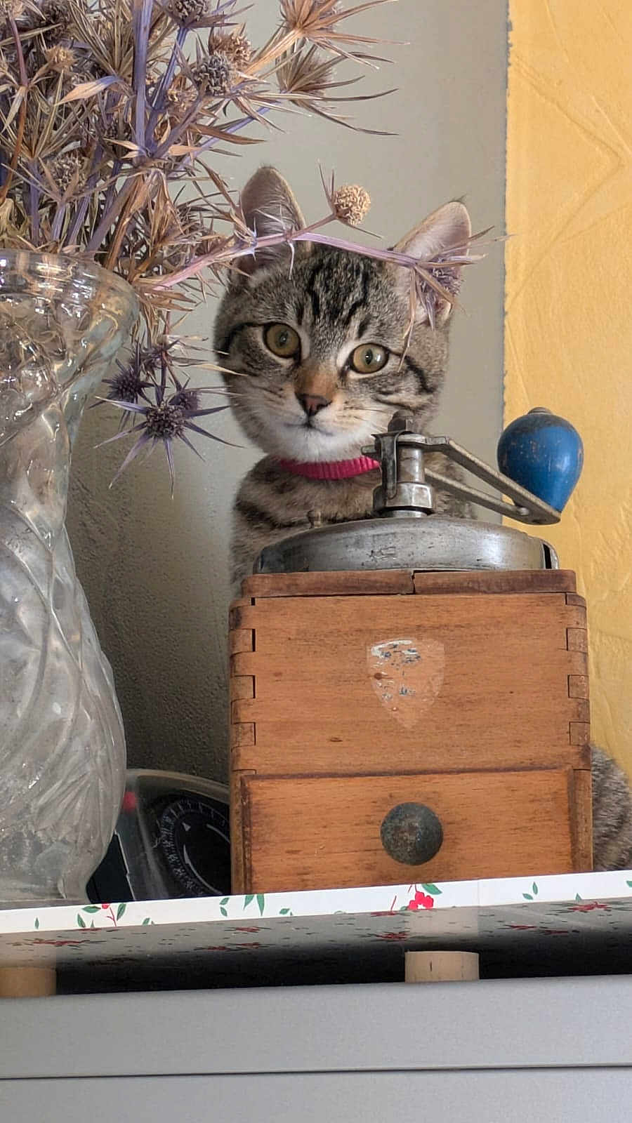Xena participe au concours pour gagner de l'argent avec cette photo : animal, box, cat, drawer, face, furniture, head, jar, kitten, person, pet, photography, plant, planter, portrait, pottedplant, pottery, sphere, vase, wood
