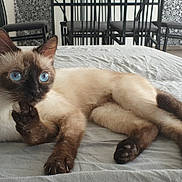 Skoll participe au concours pour gagner de l'argent avec cette photo : siamese_cat, blue_eyes, cat, bed, furniture, chair, indoor, domestic_animal, pet, relaxed, lying_down, home, curious, natural_light, cozy, cat_tree, floor, room, domestic, animal