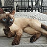 animal, bed, blue_eyes, cat, cat_tree, chair, cozy, curious, domestic, domestic_animal, floor, furniture, home, indoor, lying_down, natural_light, pet, relaxed, room, siamese_cat