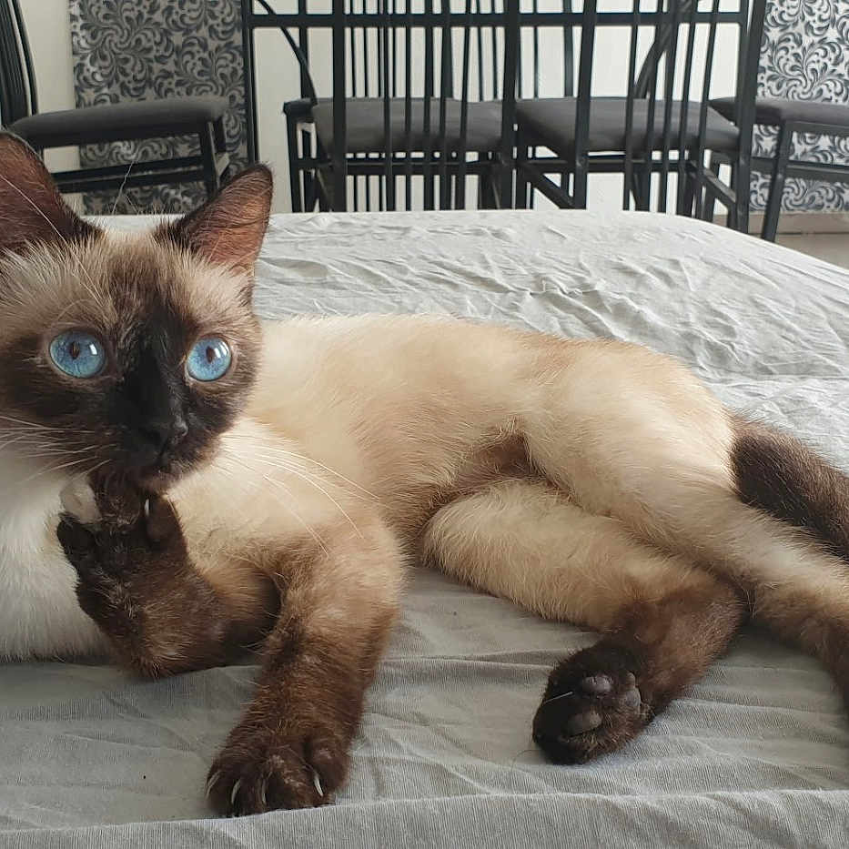 Skoll participe au concours pour gagner de l'argent avec cette photo : siamese_cat, blue_eyes, cat, bed, furniture, chair, indoor, domestic_animal, pet, relaxed, lying_down, home, curious, natural_light, cozy, cat_tree, floor, room, domestic, animal