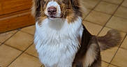 Vaiana a rejoint le concours — aidez-le/la à gagner de superbes lots ! dog, indoor, brown, white, fur, pet, canine, sitting, tile_floor, wooden_door, animal, ears, tail, looking, portrait, house, floor, pet_bowl, domestic, companion