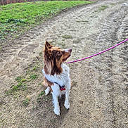 Vaiana participe au concours pour gagner de l'argent avec cette photo : dog, brown_and_white, sitting, leash, outdoor, dirt_path, grass, trees, nature, pet, canine, collar, side_view, daylight, fur, alert, animal, walking_path, park, quiet