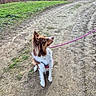 dog, brown_and_white, sitting, leash, outdoor, dirt_path, grass, trees, nature, pet, canine, collar, side_view, daylight, fur, alert, animal, walking_path, park, quiet