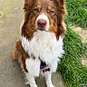 Vaiana participe au concours pour gagner de l'argent avec cette photo : dog, brown, white, collar, tag, bone_shaped_tag, ears, fur, sitting, path, concrete, grass, outdoor, pet, animal, canine, alert, portrait, daylight, nature
