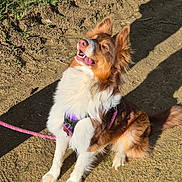 Vaiana a rejoint le concours — aidez-le/la à gagner de superbes lots ! animal, brown_fur, canine, close_up, dirt_path, dog, ears_up, fluffy, happy, harness, leash, nature, outdoor, pet, playful, shadow, sitting, sunlight, tongue_out, white_fur