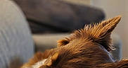 Vaiana a rejoint le concours — aidez-le/la à gagner de superbes lots ! animal, blanket, blurred_background, brown_fur, close_up, comfort, couch, cozy, dog, domestic, ears, fur, home, indoor, pet, relaxation, resting, sleeping, soft, warm