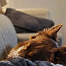 Vaiana a rejoint le concours — aidez-le/la à gagner de superbes lots ! dog, sleeping, close_up, brown_fur, blanket, indoor, cozy, ears, resting, pet, couch, soft, warm, home, relaxation, fur, animal, comfort, domestic, blurred_background