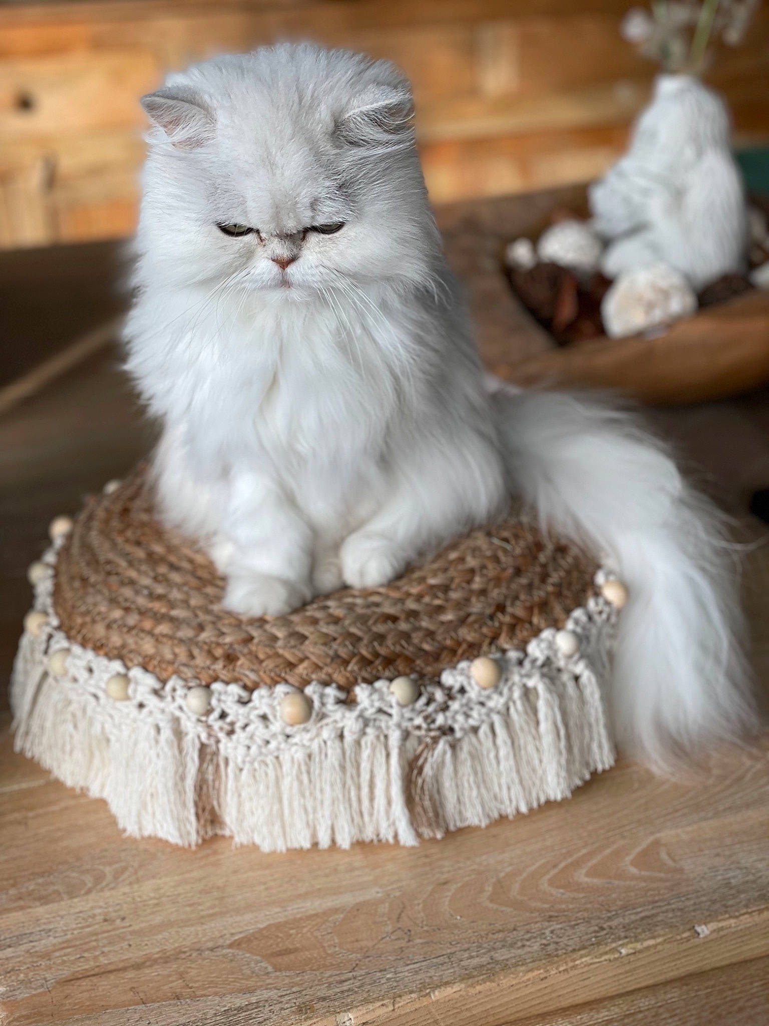 Litchi a rejoint le concours — aidez-le/la à gagner de superbes lots ! british_longhair, carnivore, cat, comfort, fawn, felidae, flooring, fur, grey, hardwood, linens, ragdoll, sitting, small_to_medium_sized_cats, snout, terrestrial_animal, textile, whiskers, white, wood