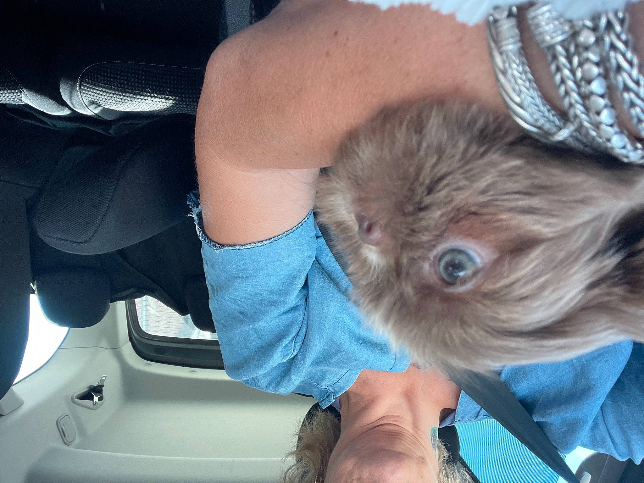 Mila a rejoint le concours — aidez-le/la à gagner de superbes lots ! auto_part, automotive_exterior, automotive_window_part, car_seat, carnivore, comfort, companion_dog, electric_blue, family_car, fashion_accessory, fawn, felidae, finger, gesture, human_leg, personal_luxury_car, toy_dog, vehicle_door, whiskers, windshield