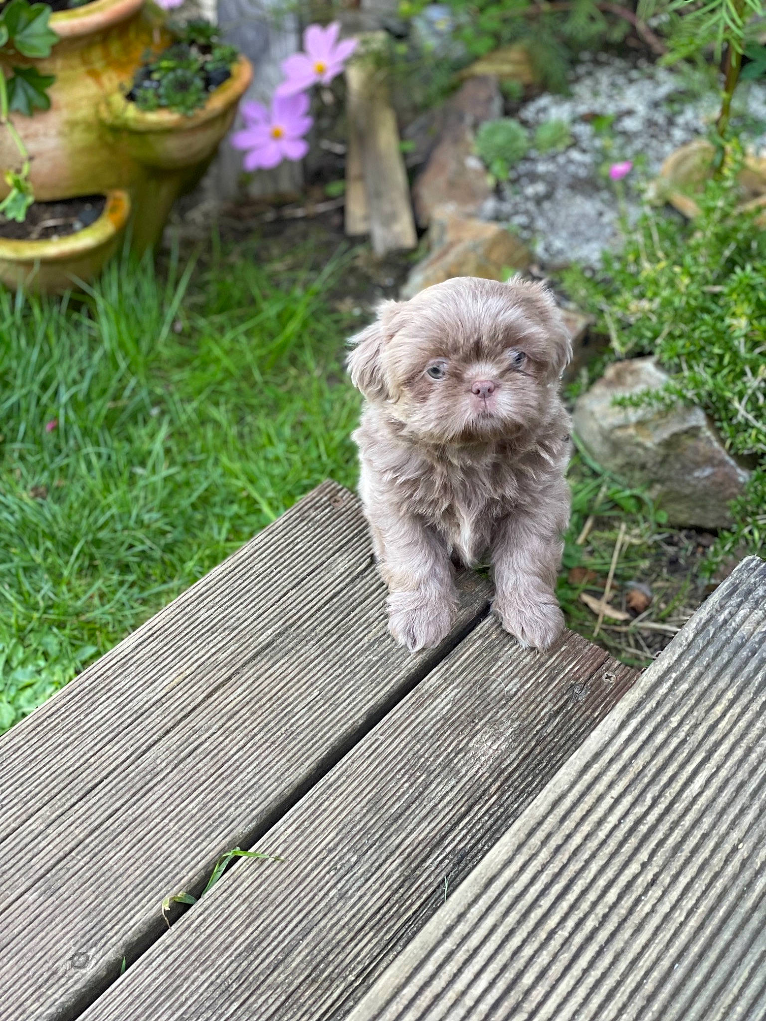 Mila a rejoint le concours — aidez-le/la à gagner de superbes lots ! carnivore, cat, fawn, felidae, flooring, flower, flowerpot, fur, grass, grey, groundcover, houseplant, plant, shrub, small_to_medium_sized_cats, sporting_group, tail, terrestrial_animal, whiskers, wood